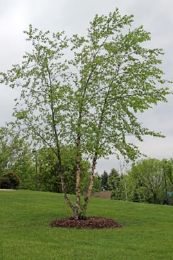 Betula_nigra-tree2